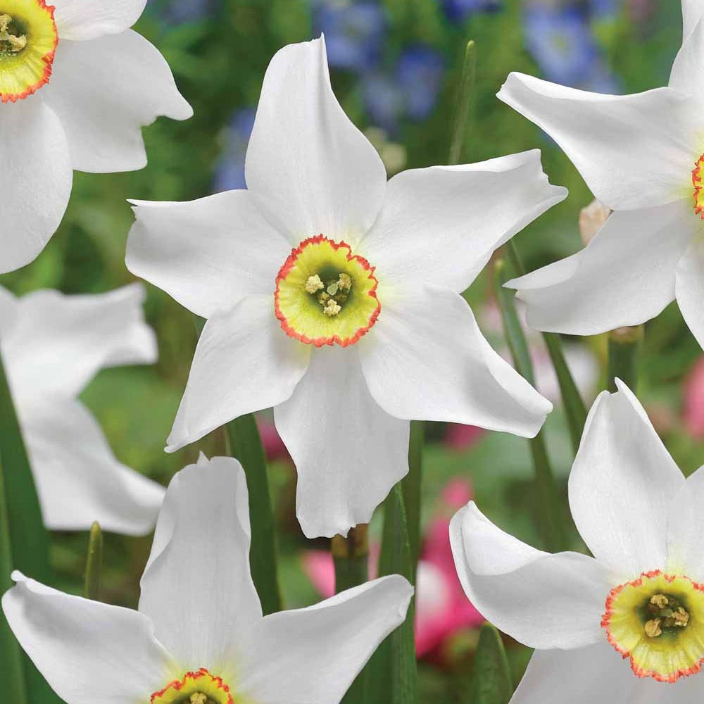 Narzissen 'Recurvus' (x10) - Narcissus poeticus Recurvus - Bakker