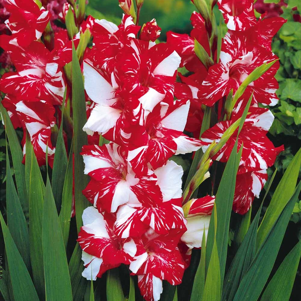 Gladiolus zizanie - Großblütige Gladiole 'Zizanie' (x25) - Gladiole-Zwiebeln