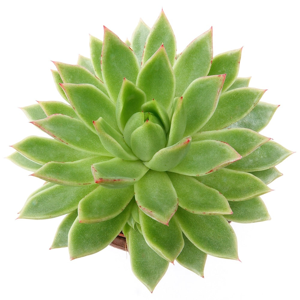 Verkauf Sukkulente Echeveria agavoides