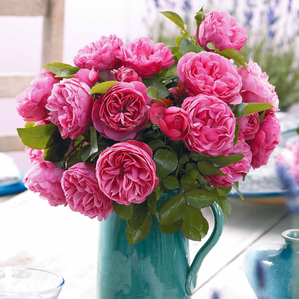 Rosen - Nackte Wurzeln - Rose 'Leonardo da Vinci' - Rosa floribunda Leonardo Da Vinci ® Meideauri