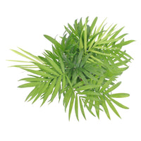 Bergpalme - Zimmerpalmen - Bakker