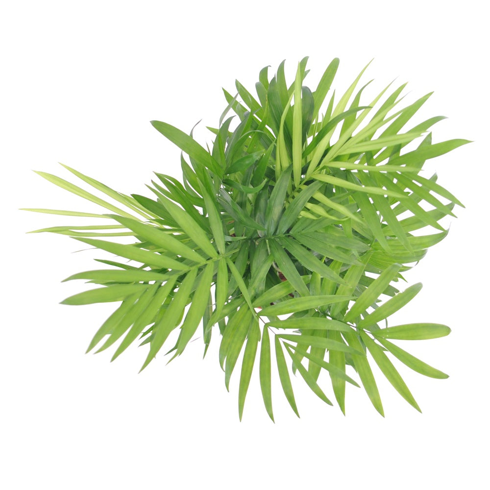 Bergpalme - Zimmerpalmen - Bakker