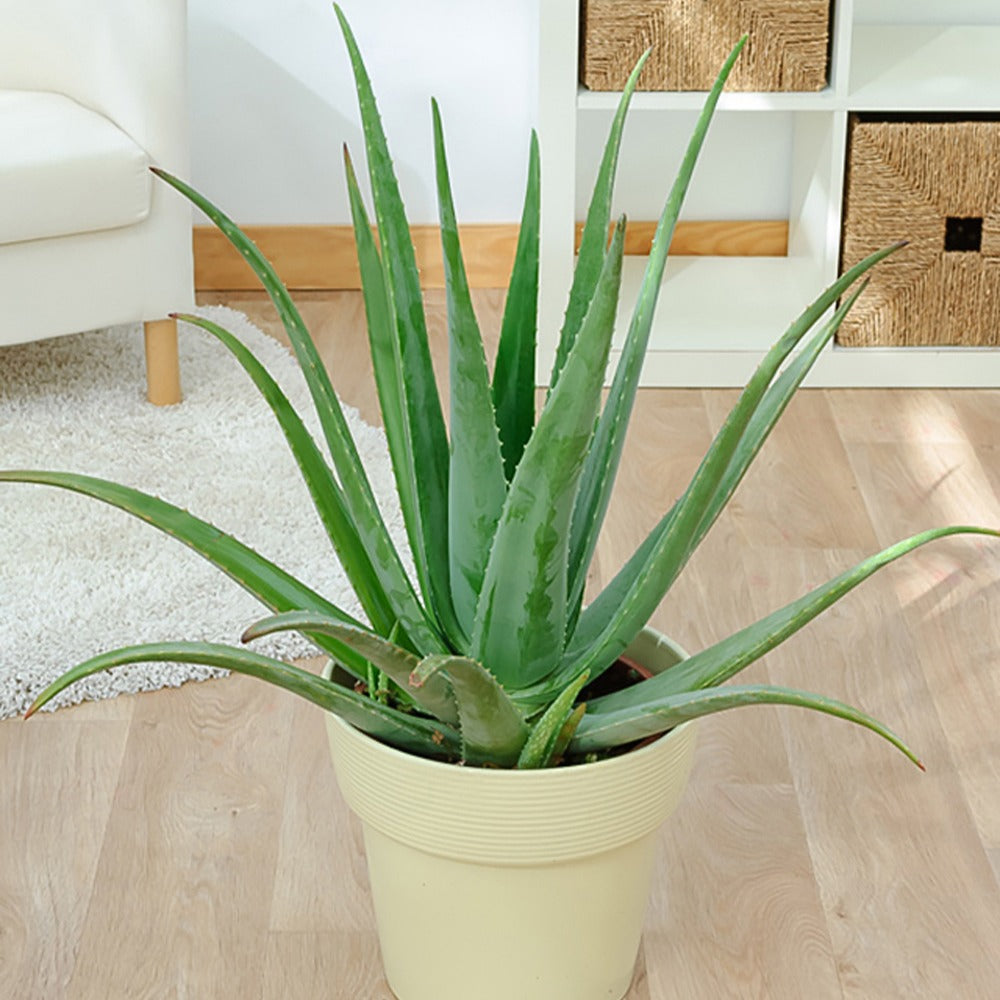 Kaktus und fette Pflanze - Aloe vera - Aloe vera