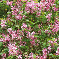 Flieder - Zwergflieder 'Pink Parfume' - Syringa bloomerang ® Pink Perfume