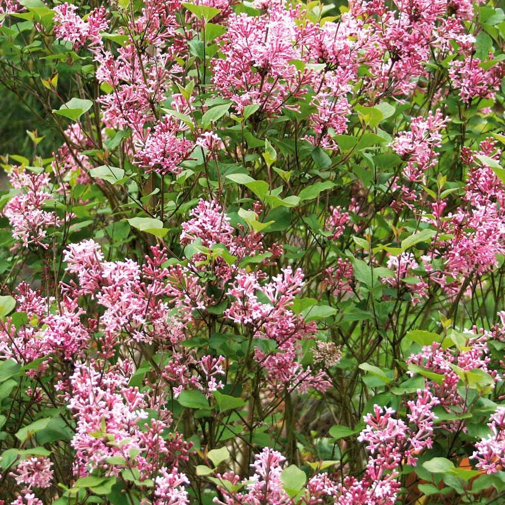 Flieder - Zwergflieder 'Pink Parfume' - Syringa bloomerang ® Pink Perfume