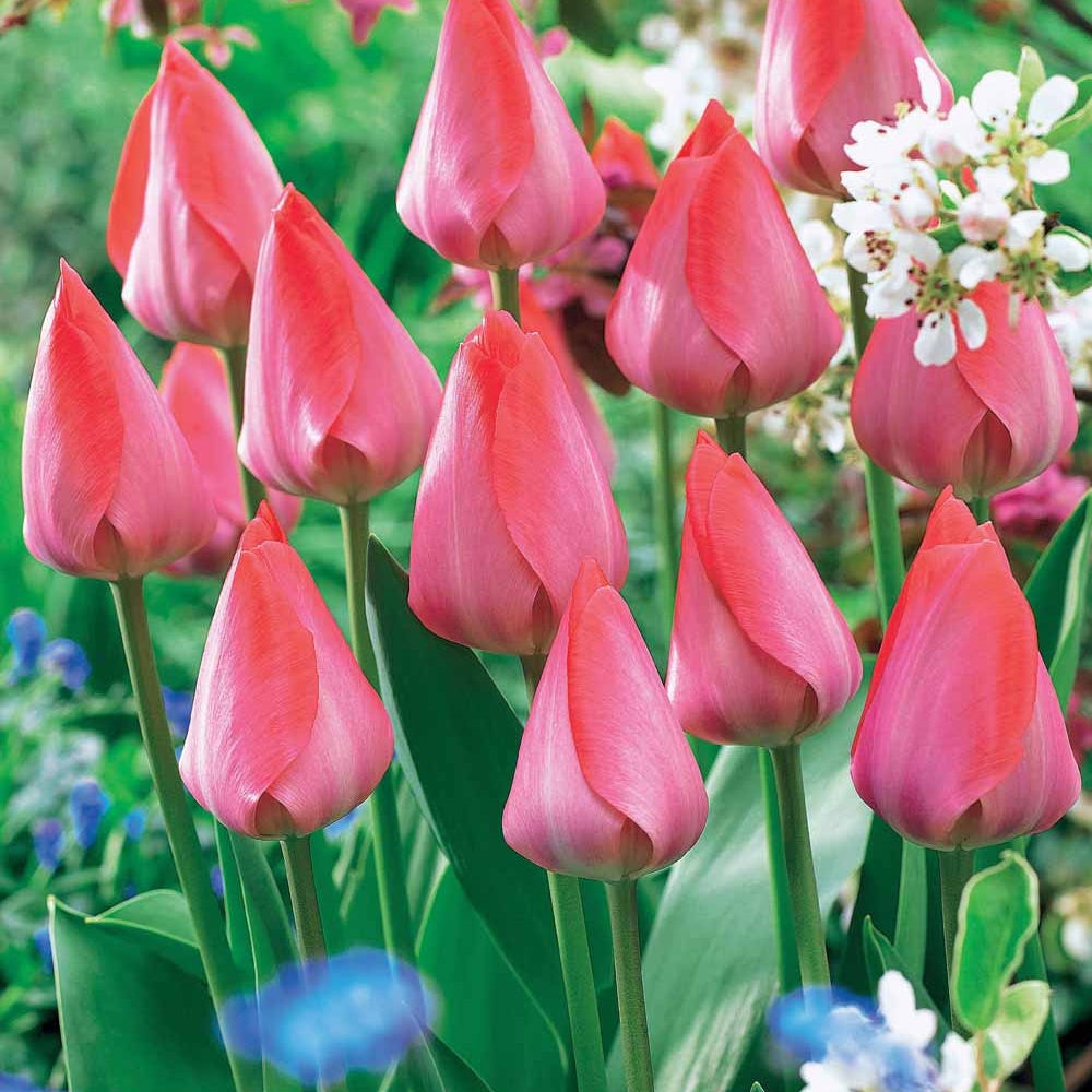 Tulpen 'Van Eijk' (x10) - Tulipa Van Eijk - Bakker