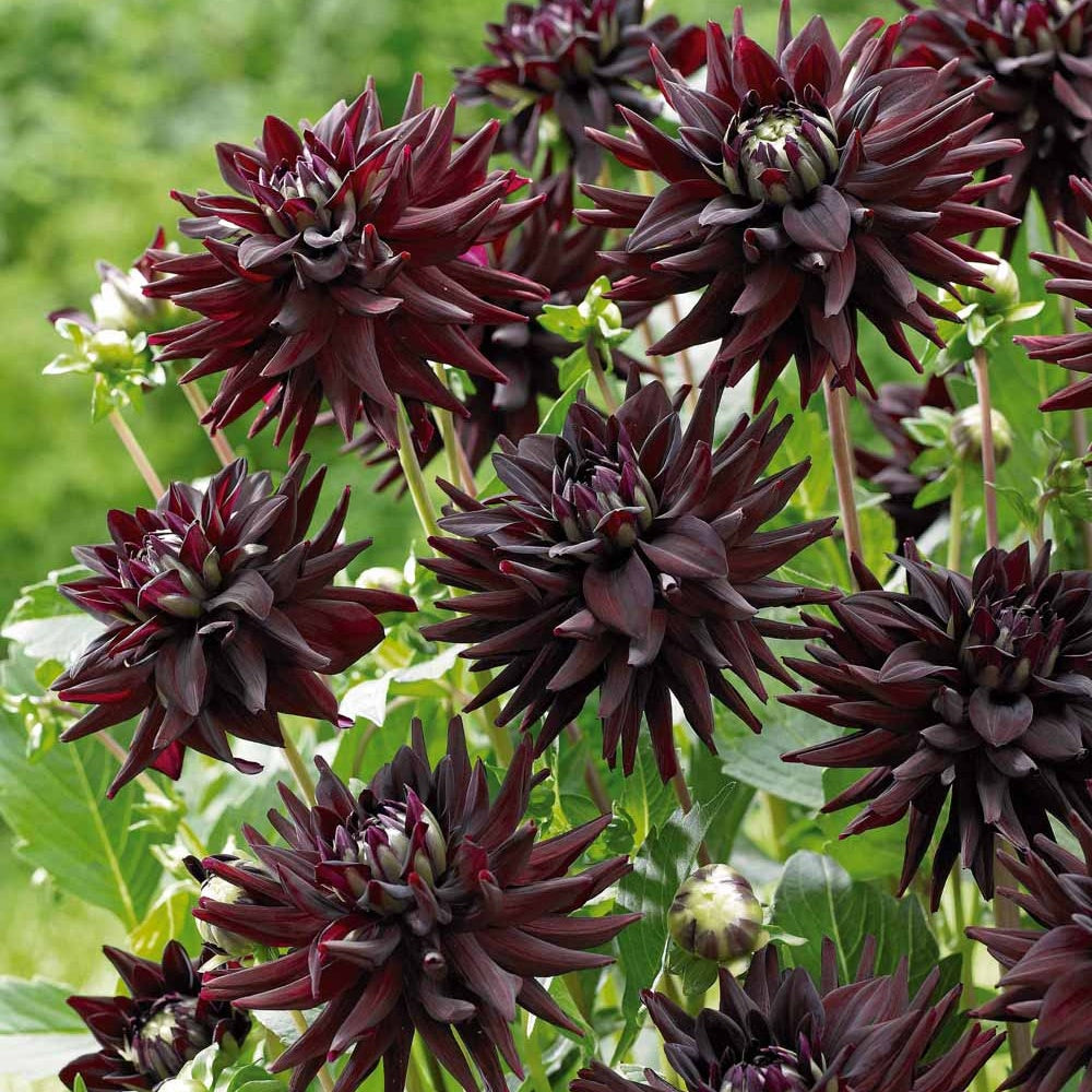 Dahlie 'Tamburo' (x3) - Dahlia tamburo - Bakker