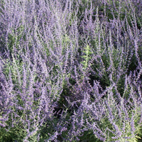 Verkauf Blauraute 'Blue Spire' - Perovskia atriplicifolia blue spire