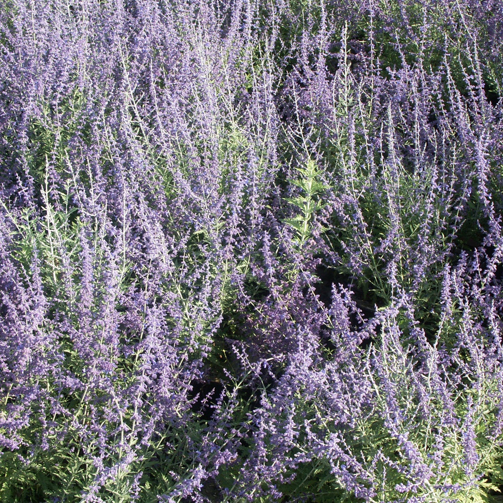 Verkauf Blauraute 'Blue Spire' - Perovskia atriplicifolia blue spire
