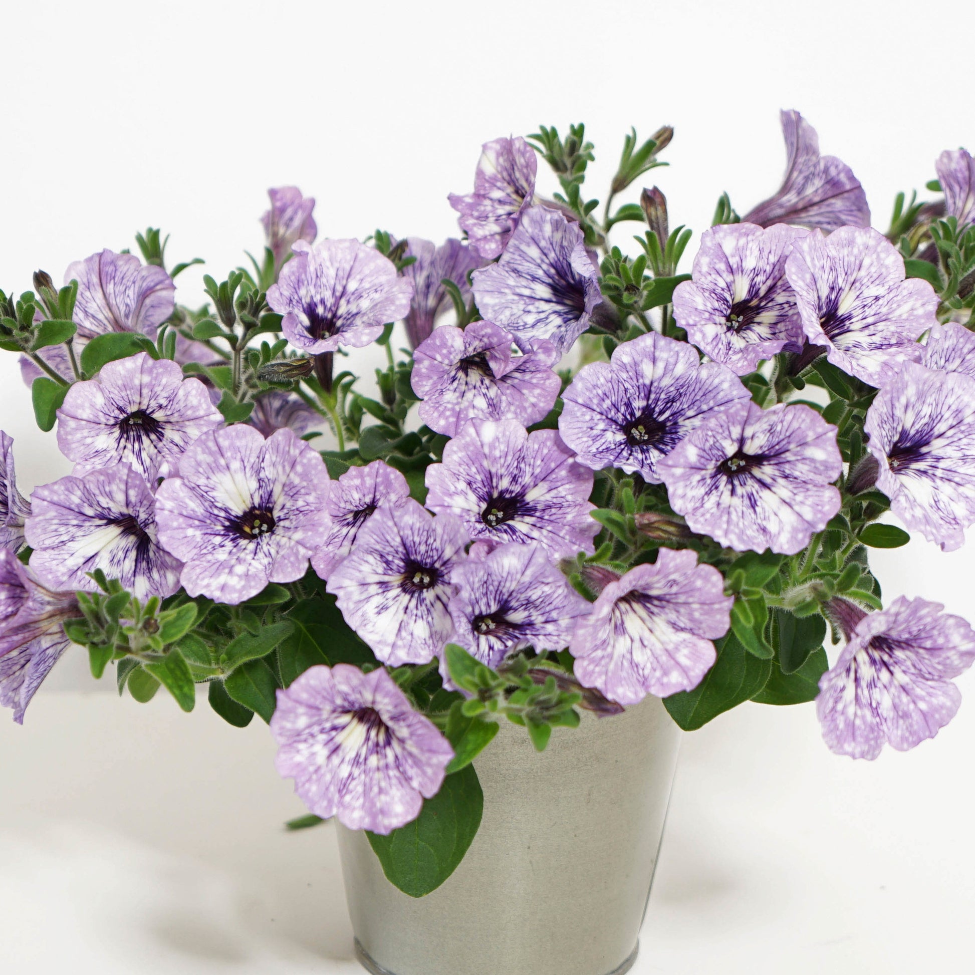 Petunie 'Lavender Sky' (x3) - Bakker