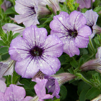 Petunia lavender sky - Petunie 'Lavender Sky' (x3) - Petunien und Calibrachoa