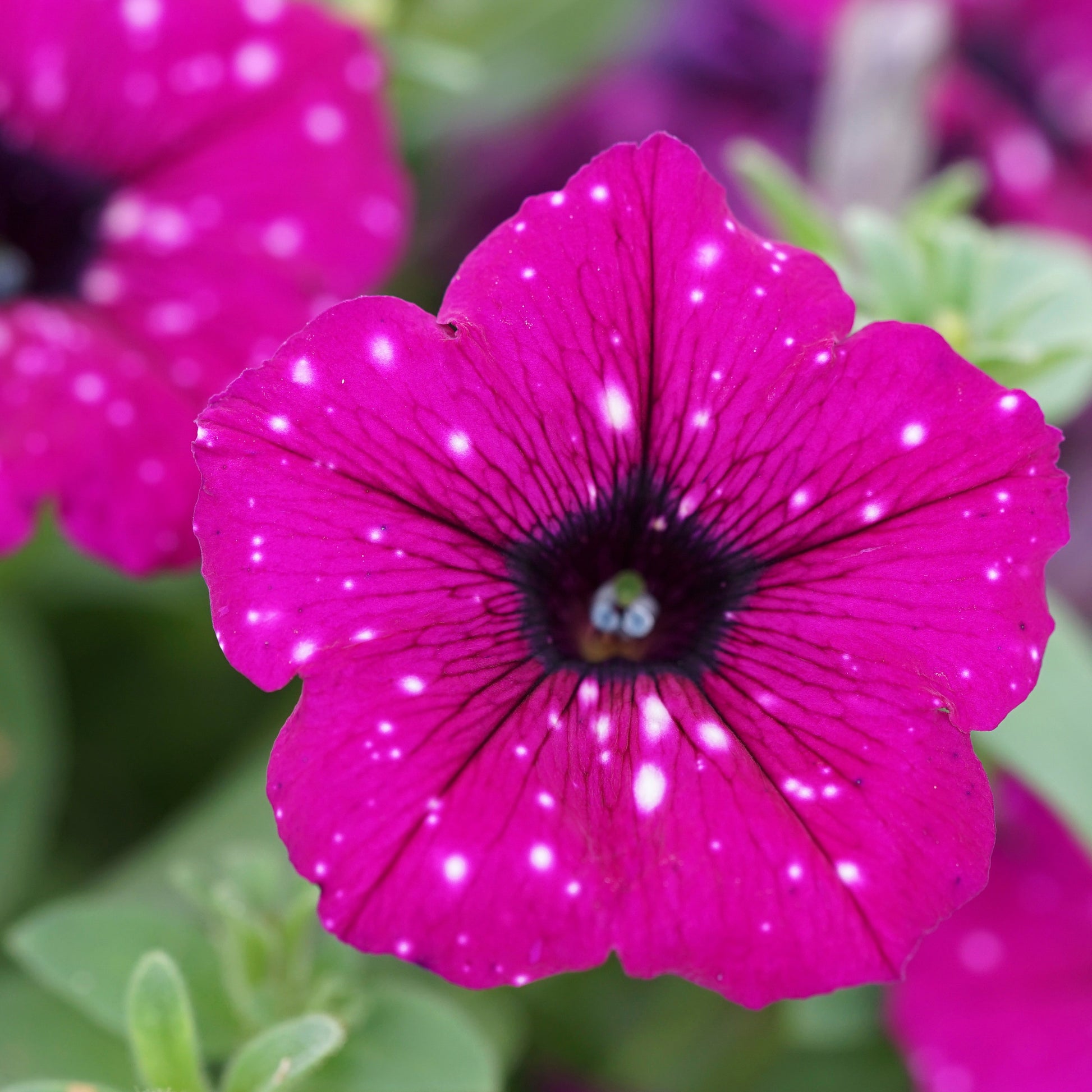 Petunia royal sky - Petunie 'Royal Sky' (x3) - Petunien und Calibrachoa