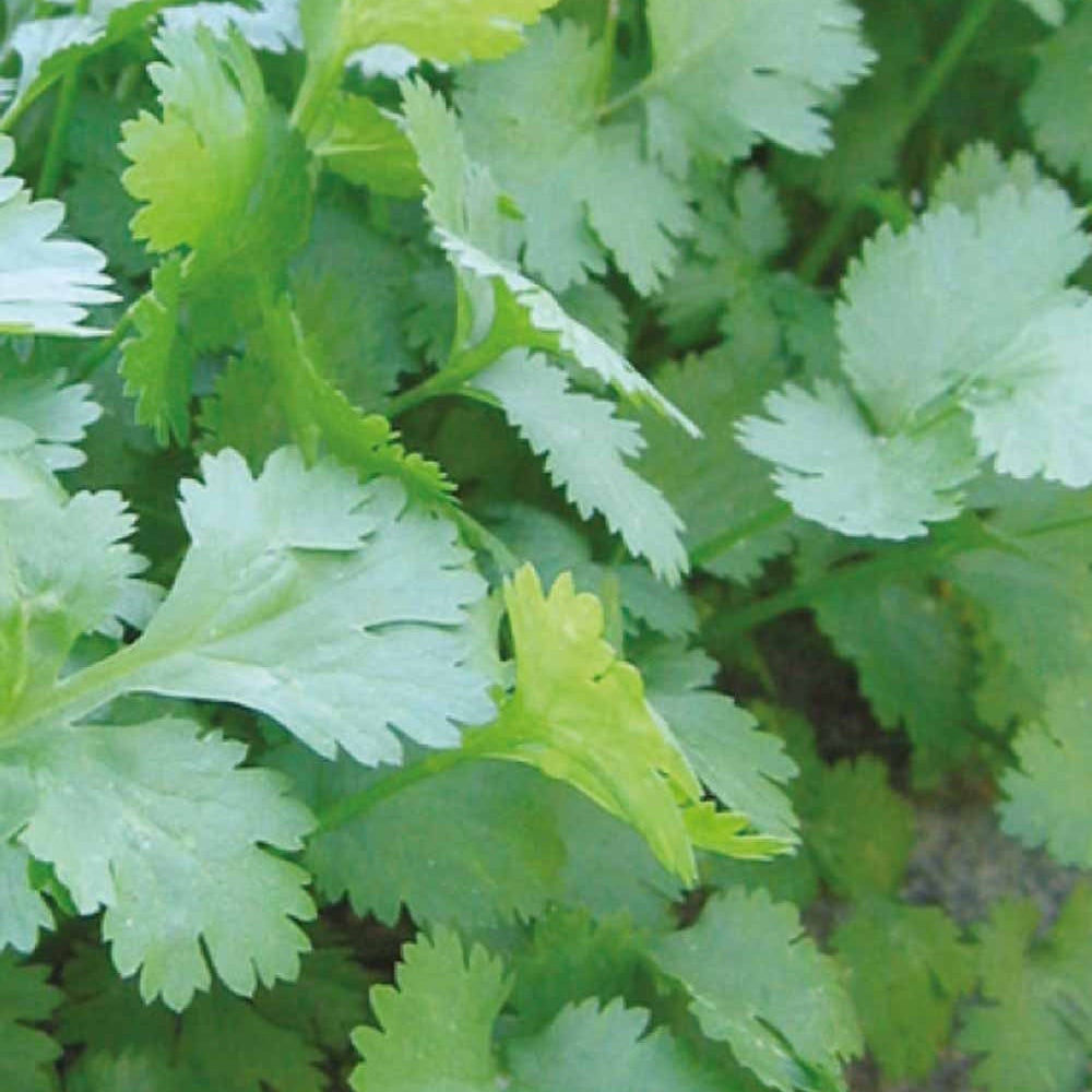 Koriander Coriandrum sativum - Bakker