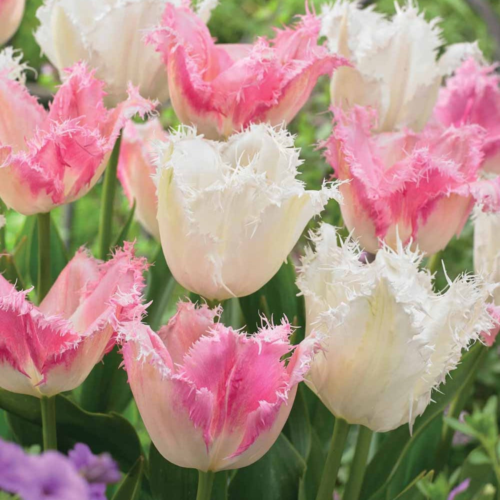 Tulpen Mischung 'Royal Wedding' (x20) - Tulipa (huis ten bosch, noordeinde) - Bakker