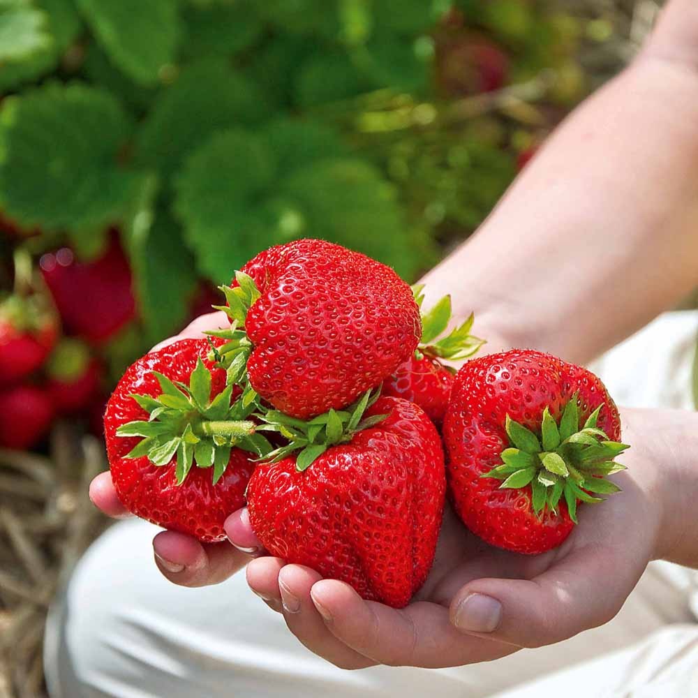 Gartenerdbeere (x60) - Fragaria 'maestro', 'maxim', 'mariguette' - Bakker