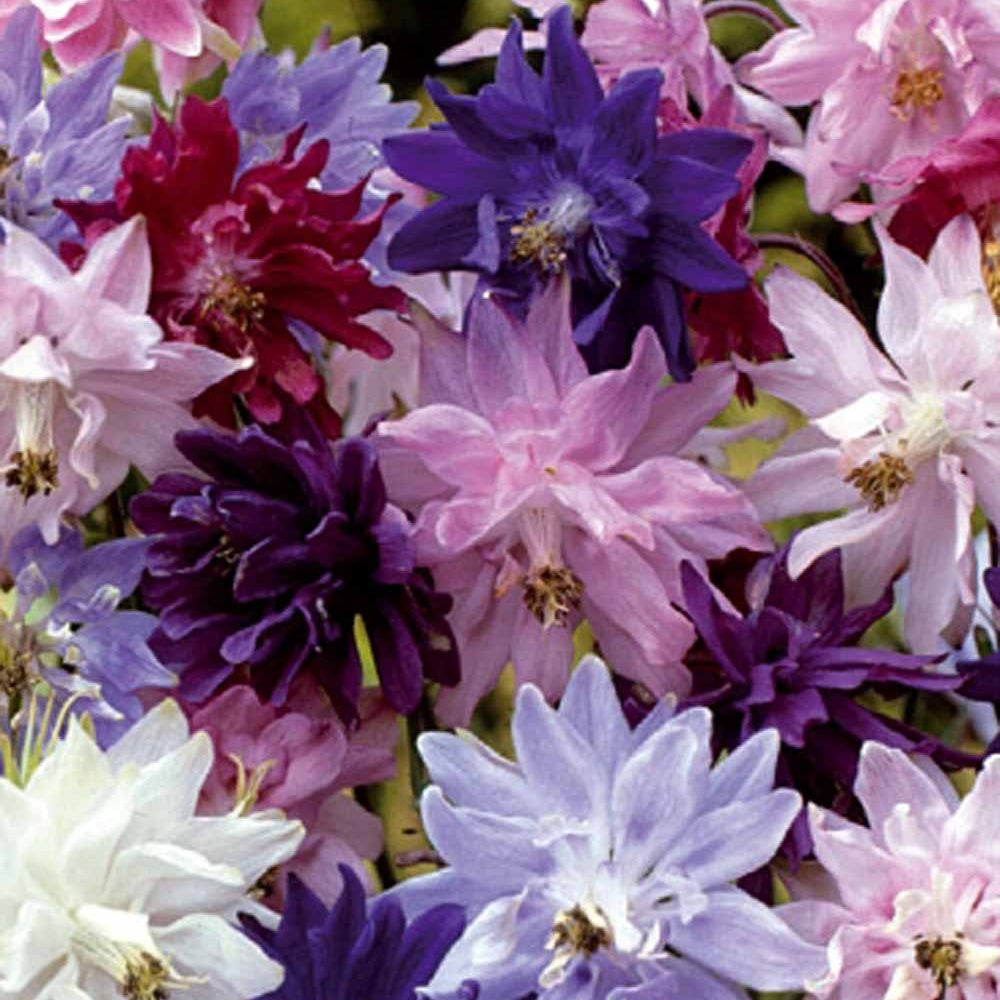 Akelei - Akelei (x3) - Aquilegia vulgaris Granny's Bonnets